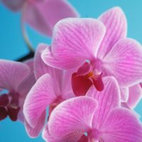Phalaenopsis